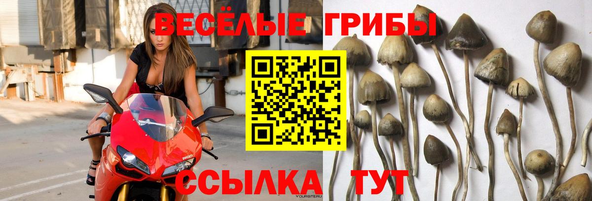 Ростов-на-Дону  Псилоцибиновые грибы прущие грибы  Вход с VPN 